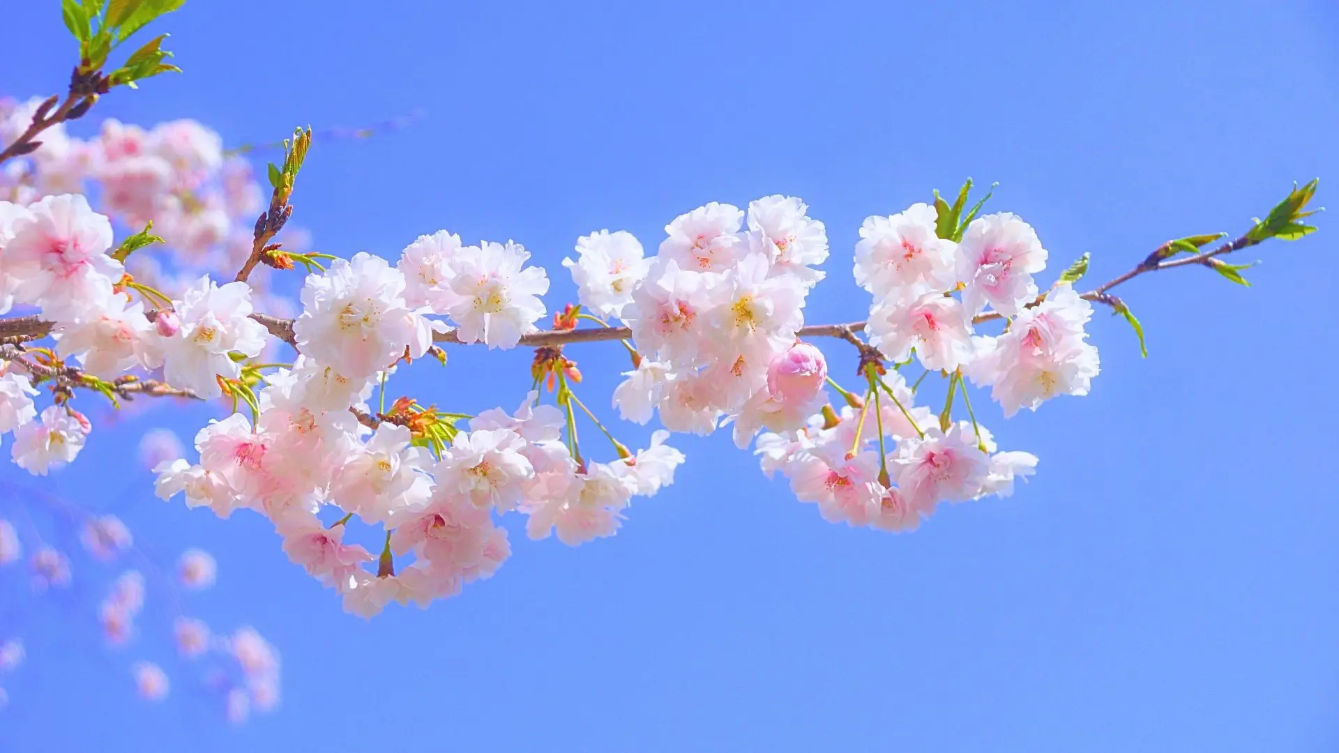 桜